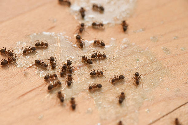 Best Insect Control  in Saddle River, NJ