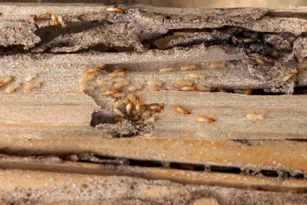 Best Affordable Pest Control Services  in Saddle River, NJ