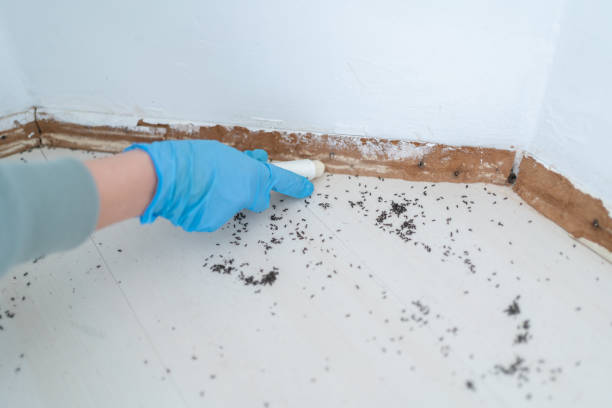 Best Termite Control Services  in Saddle River, NJ